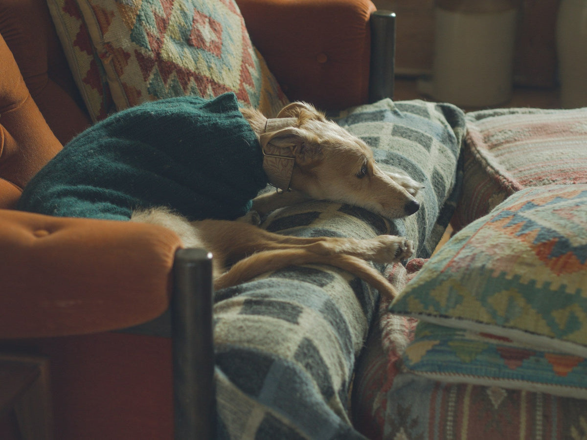 A light-colored dog resting on a gray throw on a rust-colored sofa.