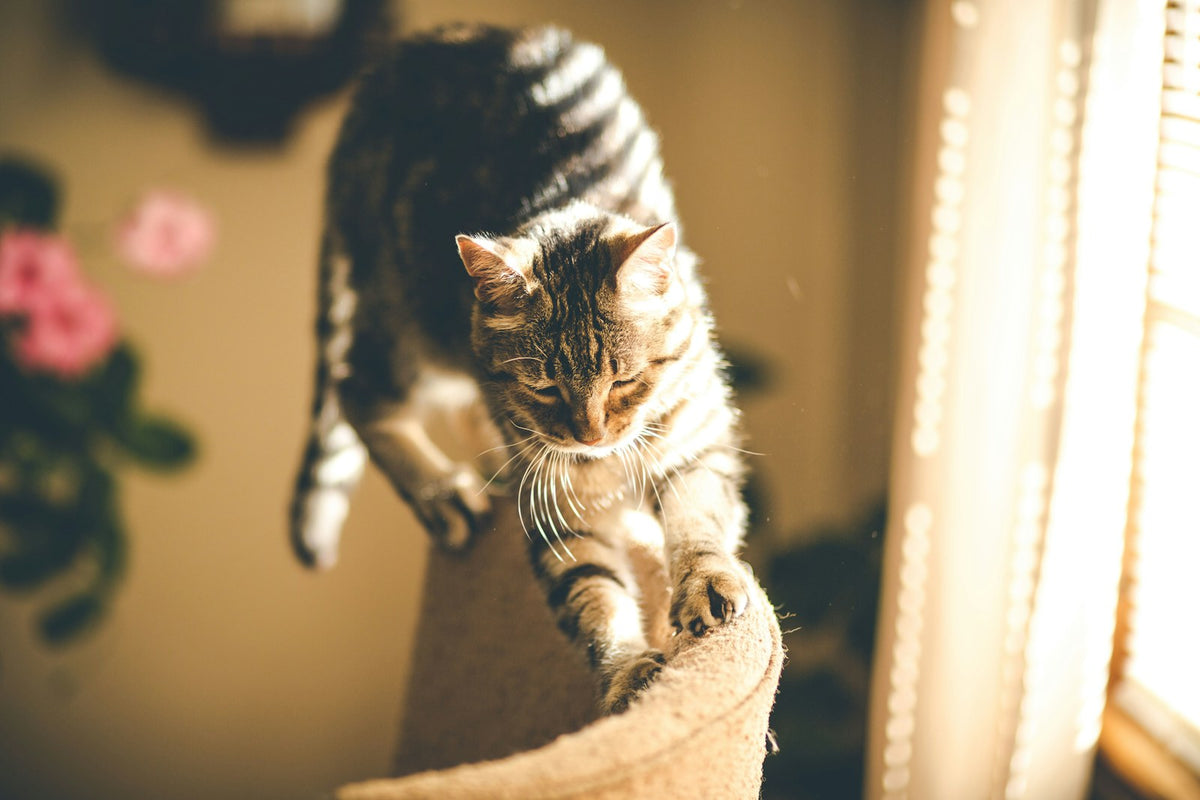 Gray tabby cat scratching the upholstered arm of a chair.